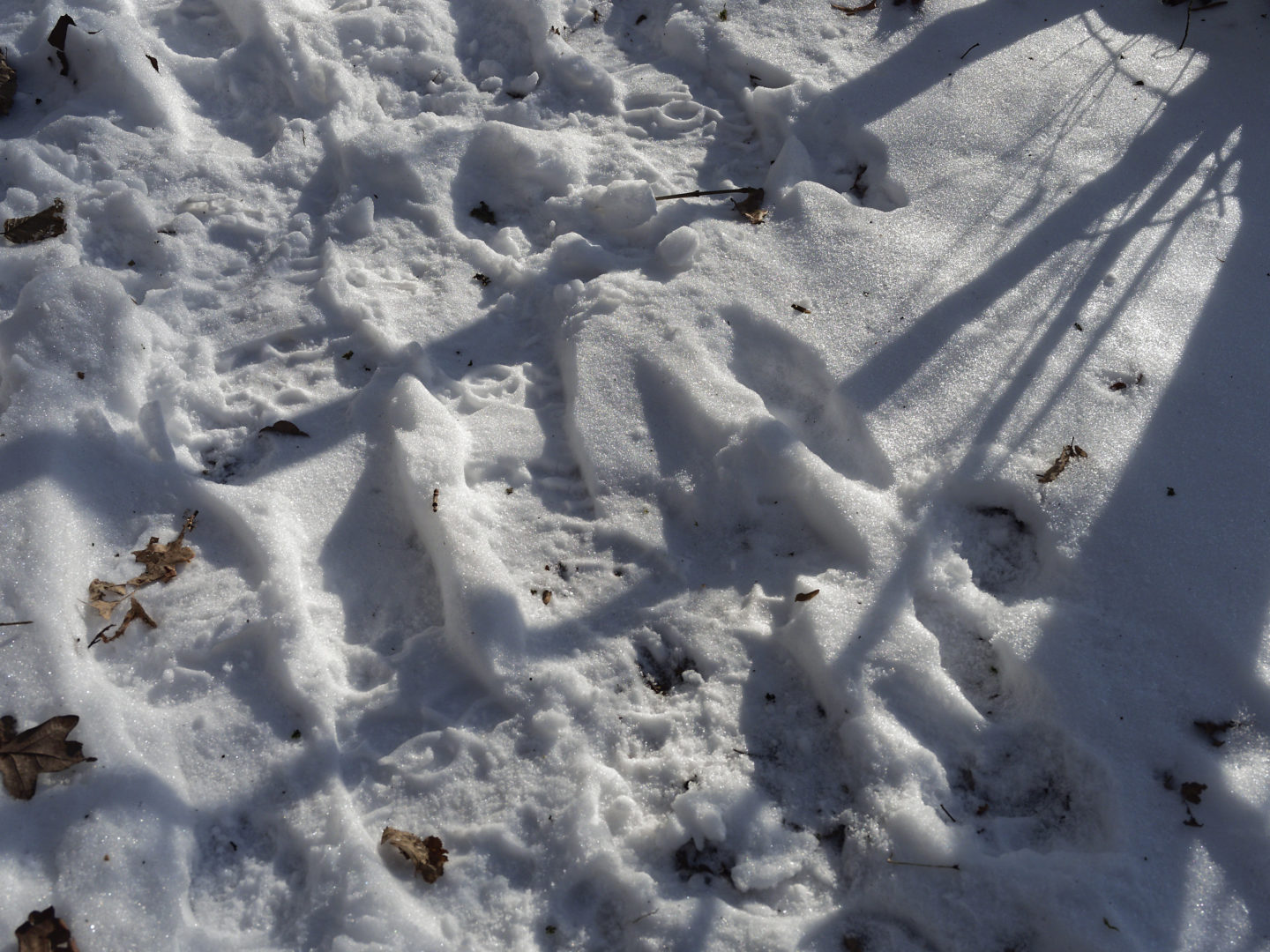 voetstappen in de sneeuw